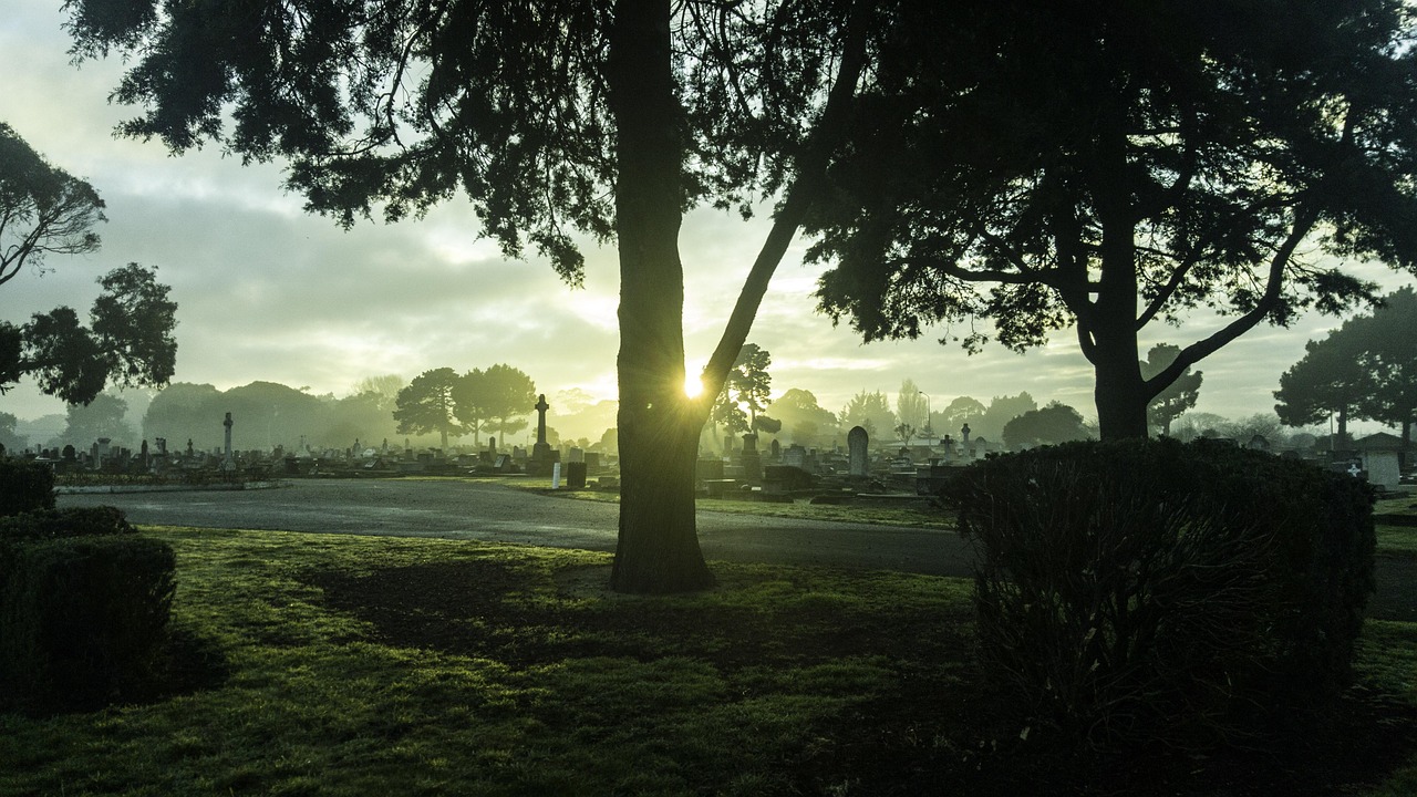 New zealand, tree, cemetry — Top Event Venues for Any Occasion